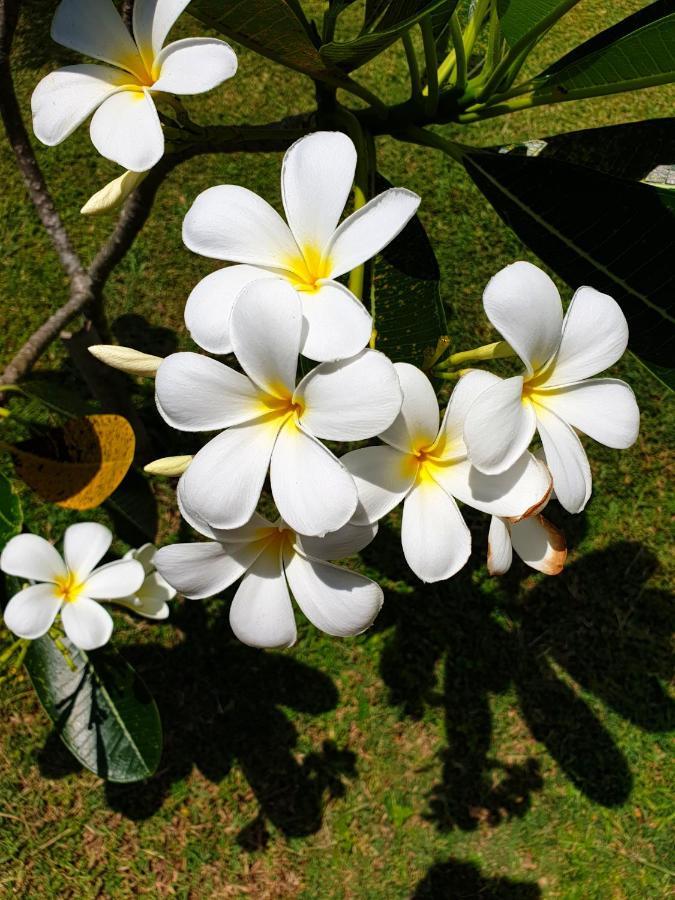 Samui Blue Bird Bed & Breakfast หาดแม่น้ำ ภายนอก รูปภาพ